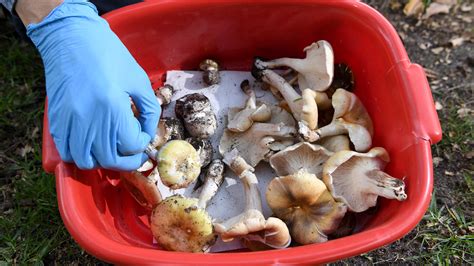 Mushroom Poisoning Suspected In 3 Deaths Australia Police Say The