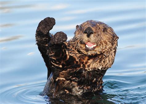 The 21 Happiest Otters Ever Are Here To Brighten Your Day Otters
