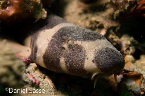 Brownbanded Bamboo Shark Juvenile The Ocean Project