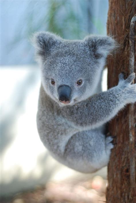 Best 25 Baby Koala Ideas On Pinterest Cute Koala Bear Koalas And