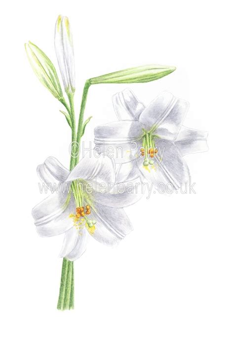 White Lilies Painting Helen Parry Watercolour Artist