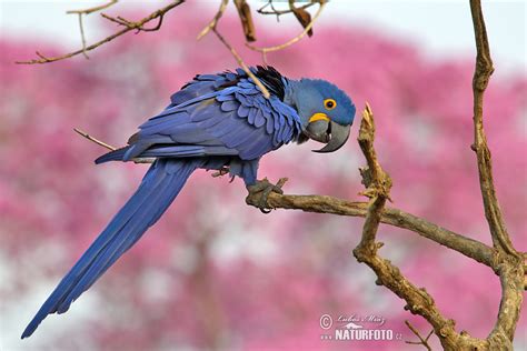 Hyacinth Macaw Photos Hyacinth Macaw Images Nature Wildlife Pictures