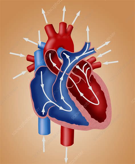 Blood Flow Diagram Stock Image C012 3783 Science Photo Library
