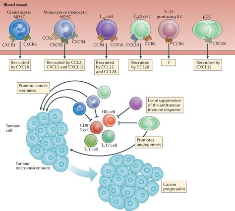 Chemokines In The Cancer Microenvironment And Their Relevance In Cancer