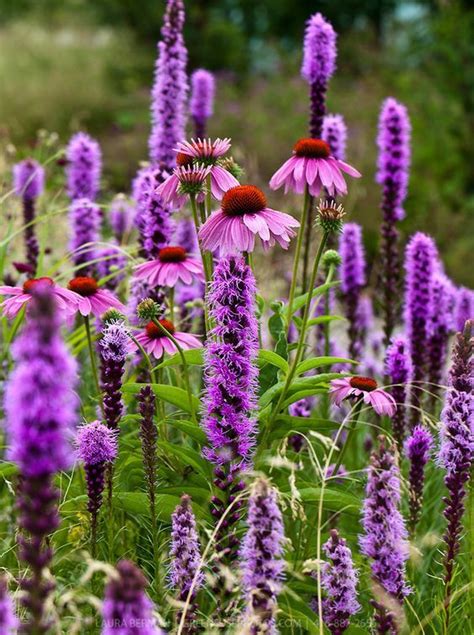 The Stems Of This Showy Blazing Star Flower Are 2 5 Ft Tall And