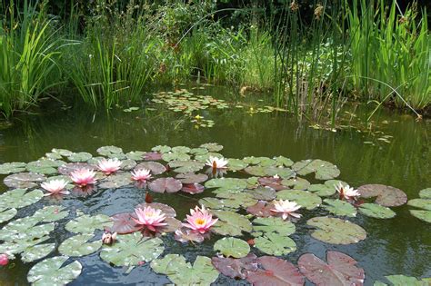 Select from premium garten teich of the highest quality. So legen Sie einen Gartenteich an - LBV - Gemeinsam ...