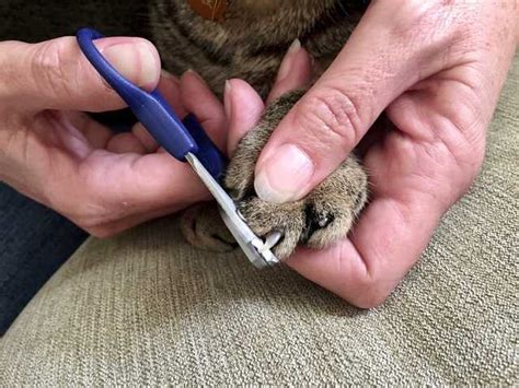 How To Trim A Cats Nails Step By Step And The Products You Need To Do