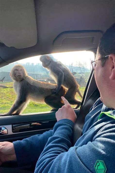 Cheeky Monkeys Caught Having Sex On Car Bonnet During Family Trip To Safari Park Daily Star