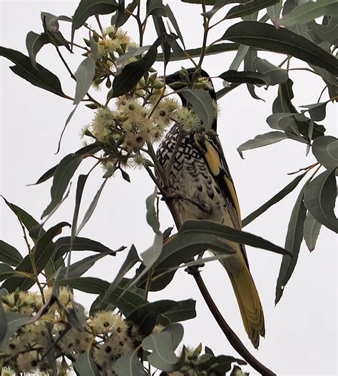 The Critically Endangered Regent Honeyeater Only 800 2000 Left In