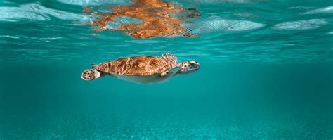 Download Wallpaper 2560x1080 Turtle Animal Underwater World Water