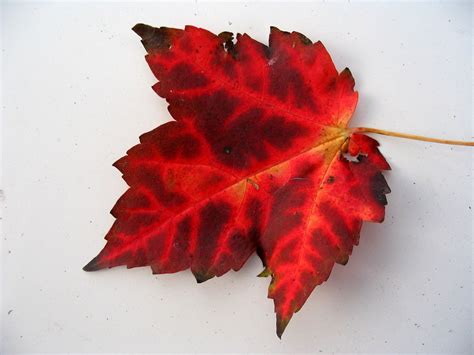 Cool Red Leaf Red Maple Leaf 2048x1536 3436