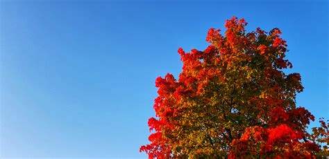 Free Images Autumn Leaves Color Blue Sky Nature Woody Plant