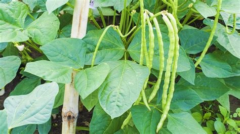 How To Grow Southern Peas The Right Way Garden Season Guide