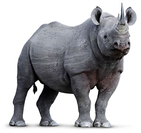 Rhino Facts For Kids Where Do Rhinos Live Dk Find Out