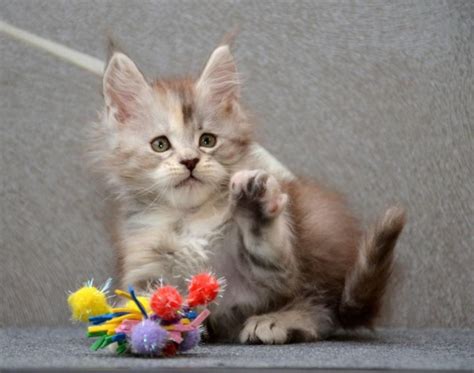 Maine coon kittens are undeniably adorable, not to mention super fluffy creatures. Maine Coon Cats For Sale Cincinnati - Best Cat Wallpaper