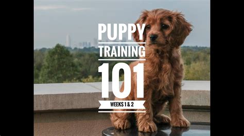 Forever husky rescue aims to improve the quality of life for dogs in shelters and rescues until they find their forever homes. Puppy Training 101: Week 1 & 2 - YouTube