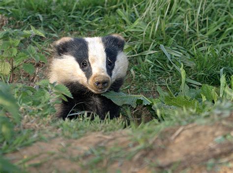 Dorset Badger Cull Could Go Ahead Dorset View