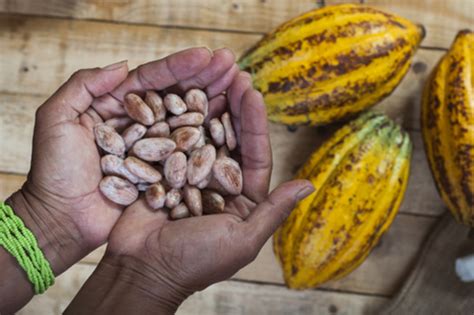 How To Deliver Real Sustainability In The Cocoa Sector Collaborative