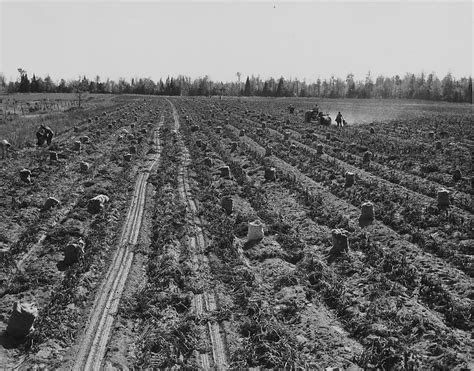 Potato Field At Harvest Time 1943 Photograph By Chicago And North