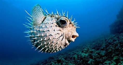 Being able to name the parts of a fish will not only improve your. Meet The Poisonous Pufferfish That's A Delicacy In Japan