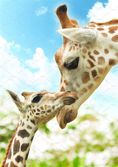 Potrait Mother And Baby Giraffe ~ Animal Photos ~ Creative