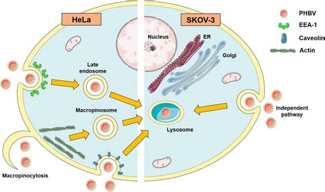 Phbv Nanoparticle Intracellular Trafficking Pathway In Hela And Skov 3