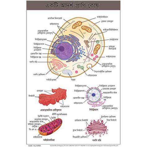 Convert 10 mm to nanometers. Animal Cell Chart - Taj Scientific Online Store