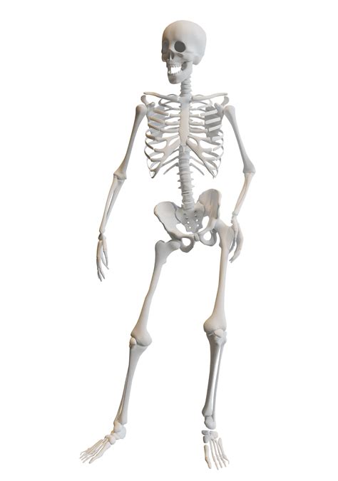 Human Cadaver Bone Anatomy