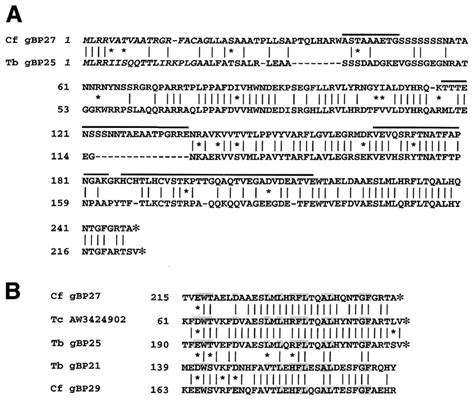inferred amino acid sequence of gbp27 and t brucei gbp25 a amino download scientific diagram