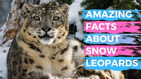 Top 10 Amazing Facts About Snow Leopards Interesting Facts About Snow