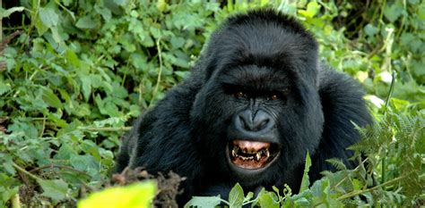 How Strong Is A Silverback Gorilla Bwindi Forest National Park