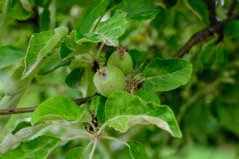 Young Small Green Fruits And Leaves In A Large Apple Tree In Direct