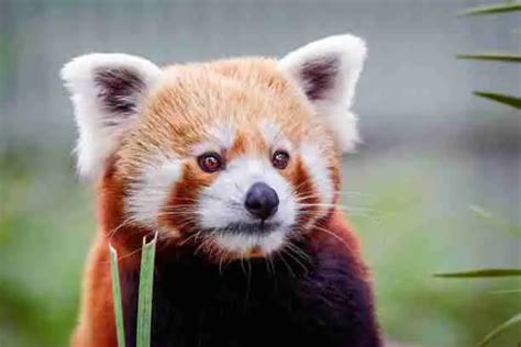 What Are The Body Parts Of A Red Panda Explained
