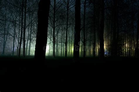 Scary Dark Forest At Night Stock Image Image Of Colors 116563817