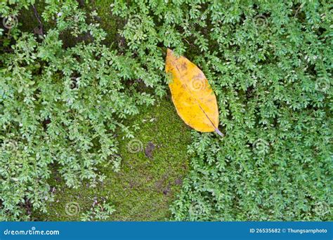 Yellow Leaf And Green Moss Stock Photo Image Of Bryophta 26535682