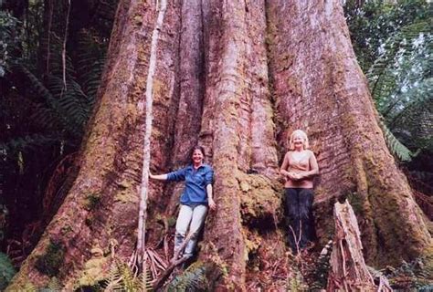 Op dit moment is de general sherman tree de grootste boom ter wereld en staat in het giant forest, een bos in sequoia national park. boom