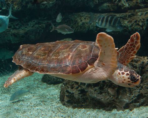Maybe you would like to learn more about one of these? The loggerhead sea turtle is found in many regions around ...