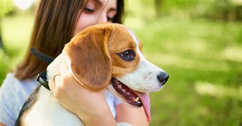 The Many Benefits Of Having Pet Insurance For Your Best ...