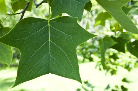 Tulip Tree Leaf Clippix Etc Educational Photos For Students And Teachers