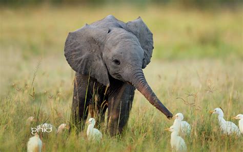 Papel De Parede 1920x1200 Px Animais Bebés Pato Elefantes Amizade