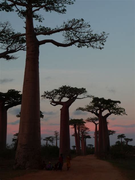 Madagascar Lallée Des Baobabs