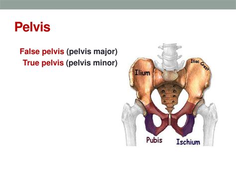 Ppt Anatomy Of The Female Pelvis Powerpoint Presentation Free The