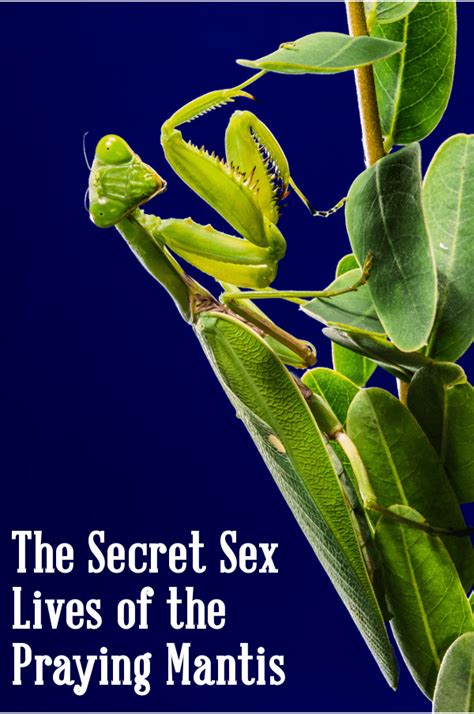 The Secret Sex Lives Of The Praying Mantis Insanitek