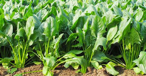 How To Grow Spinach Gardeners Path