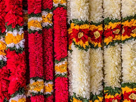 5200 Indian Wedding Garland Stock Photos Pictures And Royalty Free