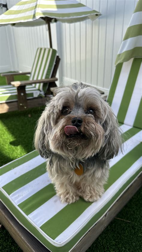 Wee Little Paws Inn Crystal Lake Boarding Daycare And Grooming For