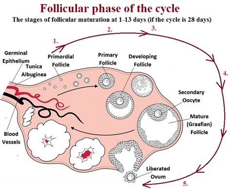 Ovarian Follicle Cycle