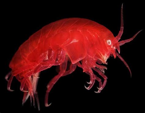 Weird Sea Creature © Alexander Semenov Red Underwater Creatures
