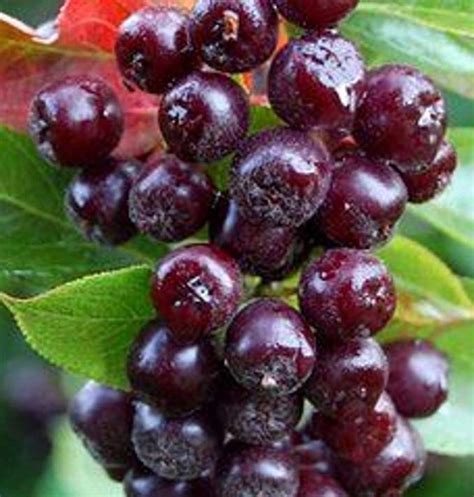 Red Aronia Berry Edible Fruit Shrub Fruit Shrub Fruit Tree Seedlings