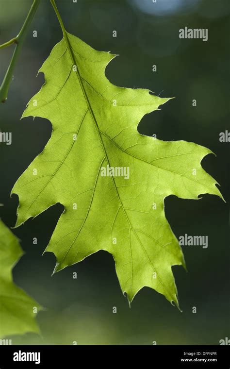 Common Oak Quercus Robur Stock Photo Alamy